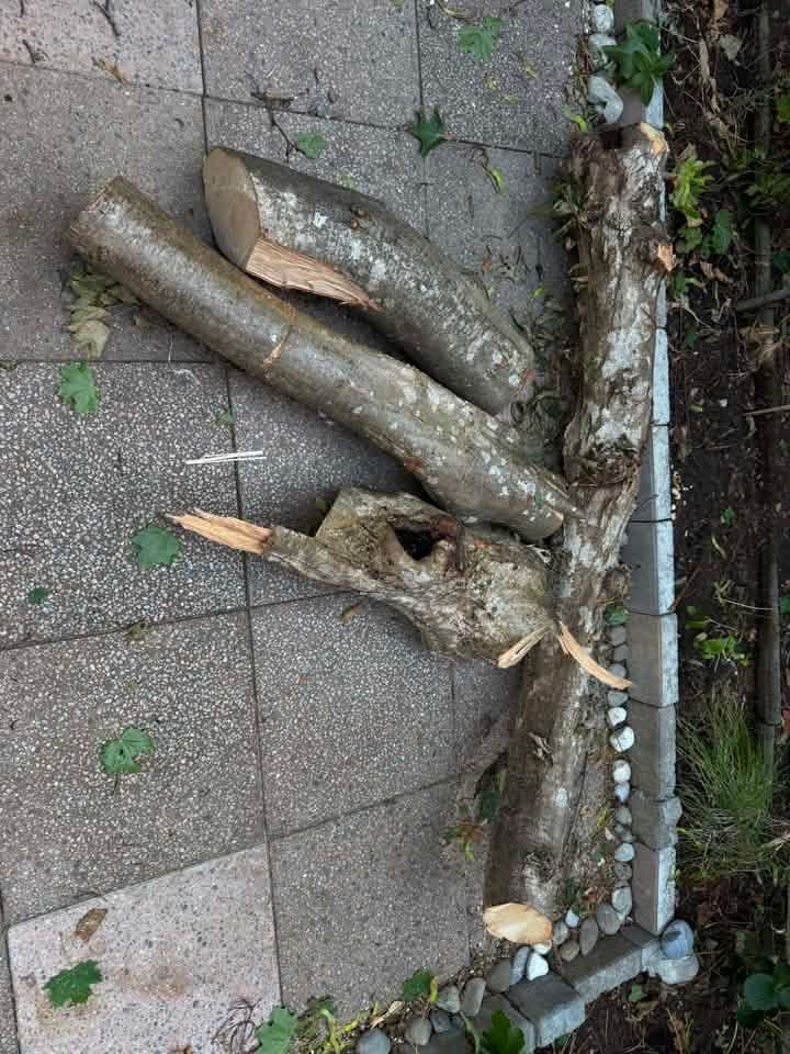 Holzartikel: Holz – Gebraucht aus Bern von mystyle_bern