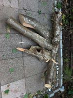 Holz