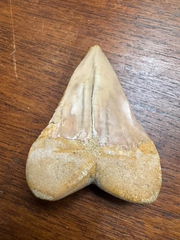 Fossili: dent de requin fossilisee – Usato da Vésenaz venduto da Angela.C3 2
