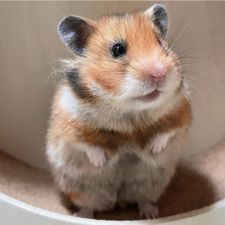 Profile image of hhoney1013