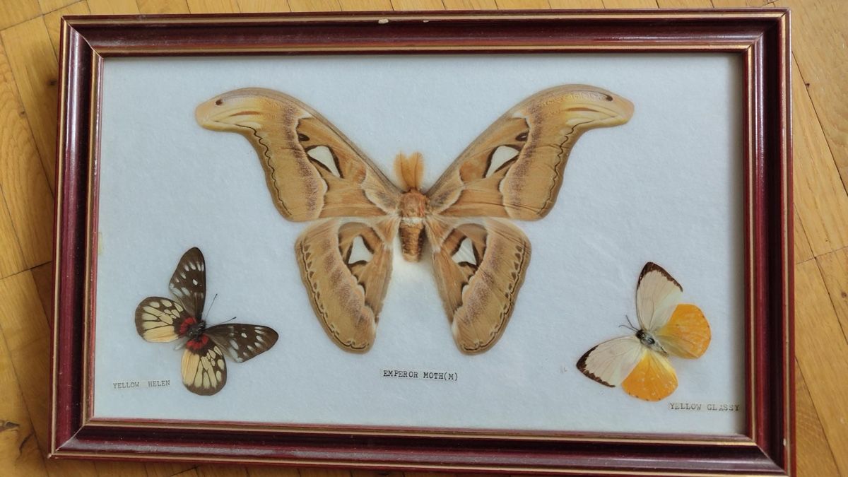 Il mondo degli animali: Schmetterling Bild – Usato da Dürnten venduto da StaubL