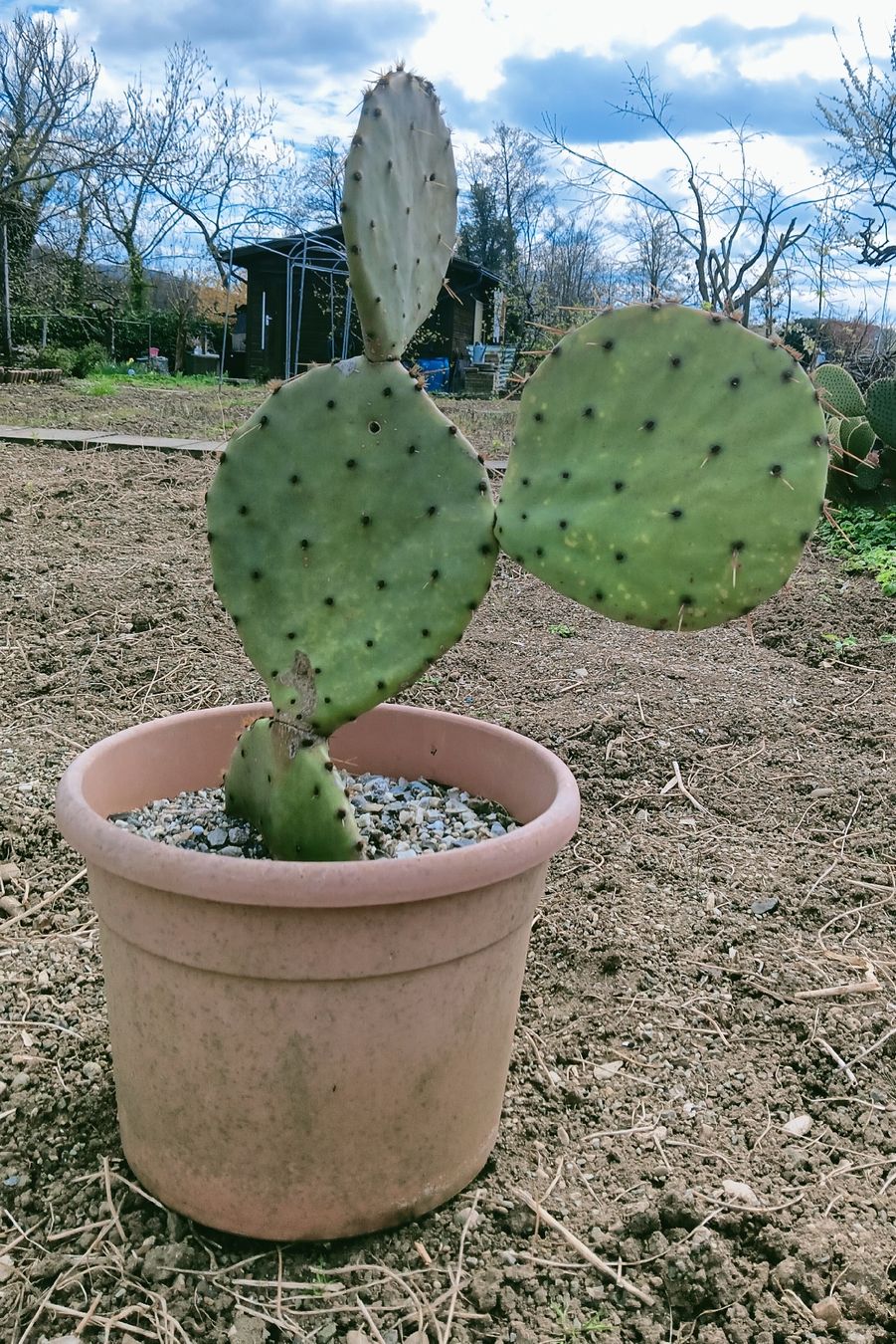 Piante & sementi: Opuntia Orbiculata seymour – Nuovo (secondo la descrizione) da Augst BL venduto da Betsileo 2