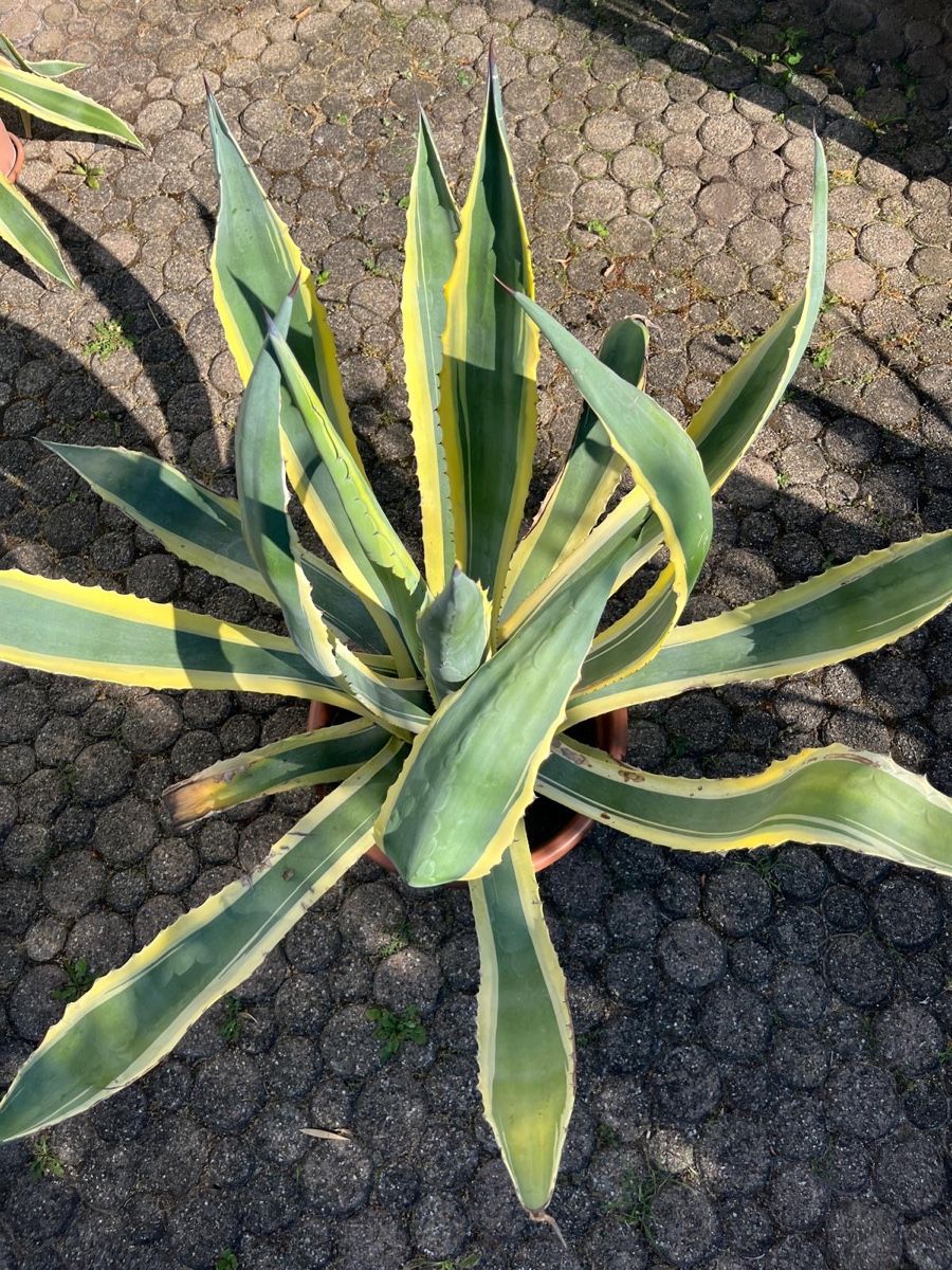 Piante & sementi: Agave variegata 80 cm hoch – Usato da Ottikon venduto da lo99 2