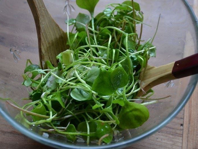 Piante & sementi: Claytone de Cuba  (comestible)  25g – Nuovo (secondo la descrizione) da Bremblens venduto da FIBONACCI369 3