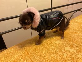 Adorable manteau d'hiver PUPPIA pour chien , t. S, NP 149.-