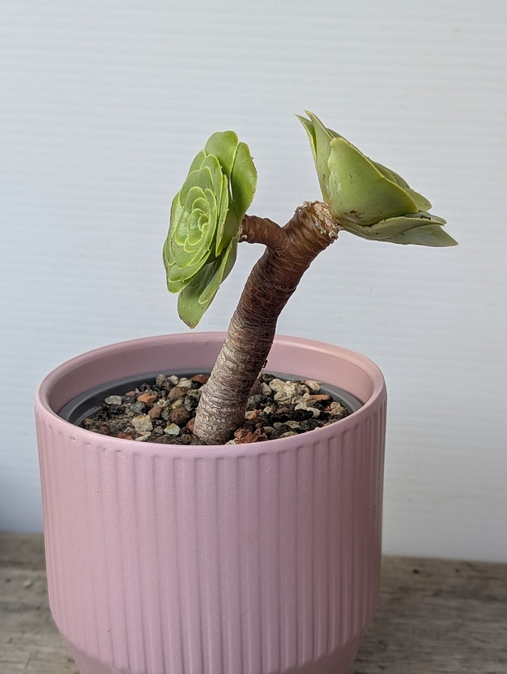 Pflanzen & Samen: Aeonium arboreum – Gebraucht aus Comano von che_8lc2 2