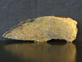 Versteinerter Dinosaurier Fossil KNOCHEN SCHEIBE UTAH USA