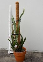 Drachenfrucht (Pitahaya) Pflanze – Selenicereus