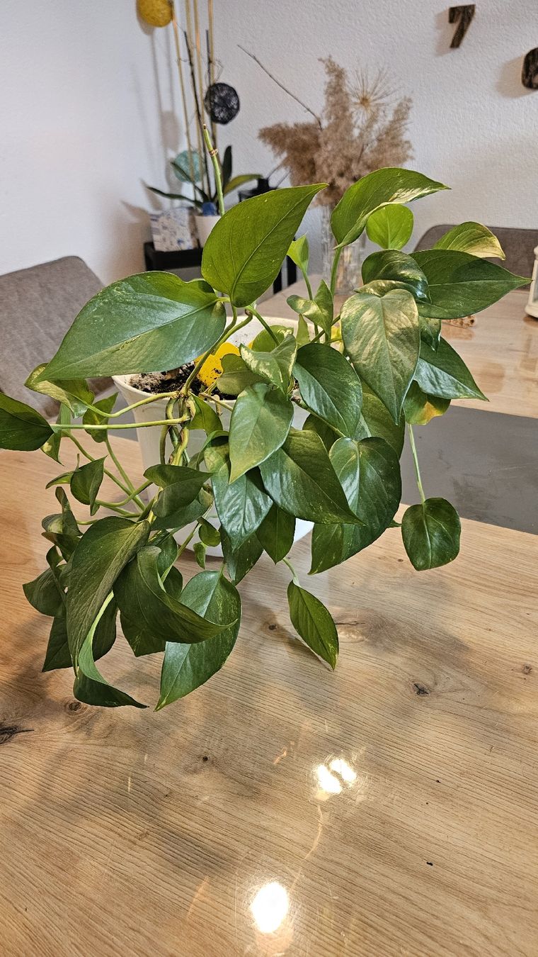 Piante & sementi: Schöne Efeutute (Pothos) mit Topf – Usato da Flawil venduto da mmn_ft6f 1