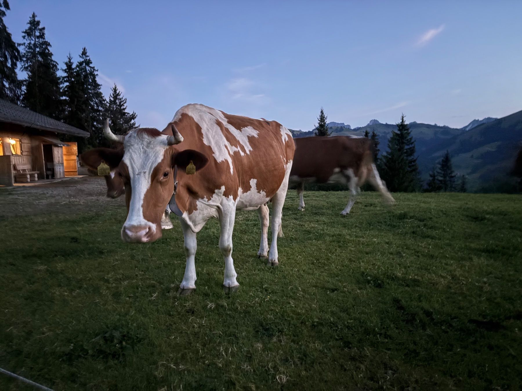 Cibi & Specialità: Alpkäse Mutschli – Usato da Gelterkinden venduto da Aischas 3