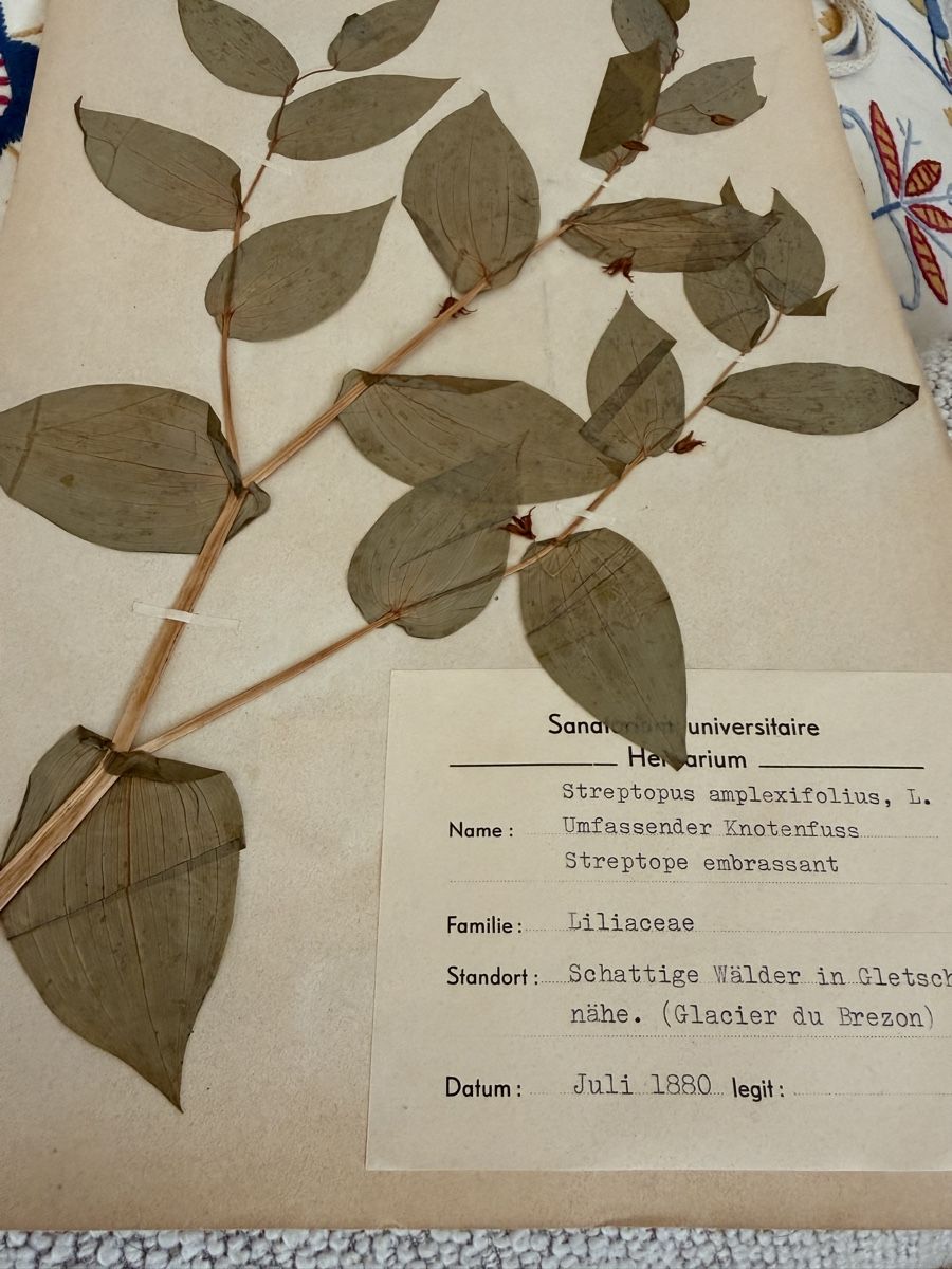 Pflanzen & Samen: Herbier – Gebraucht aus Veytaux von sevmontreux 7
