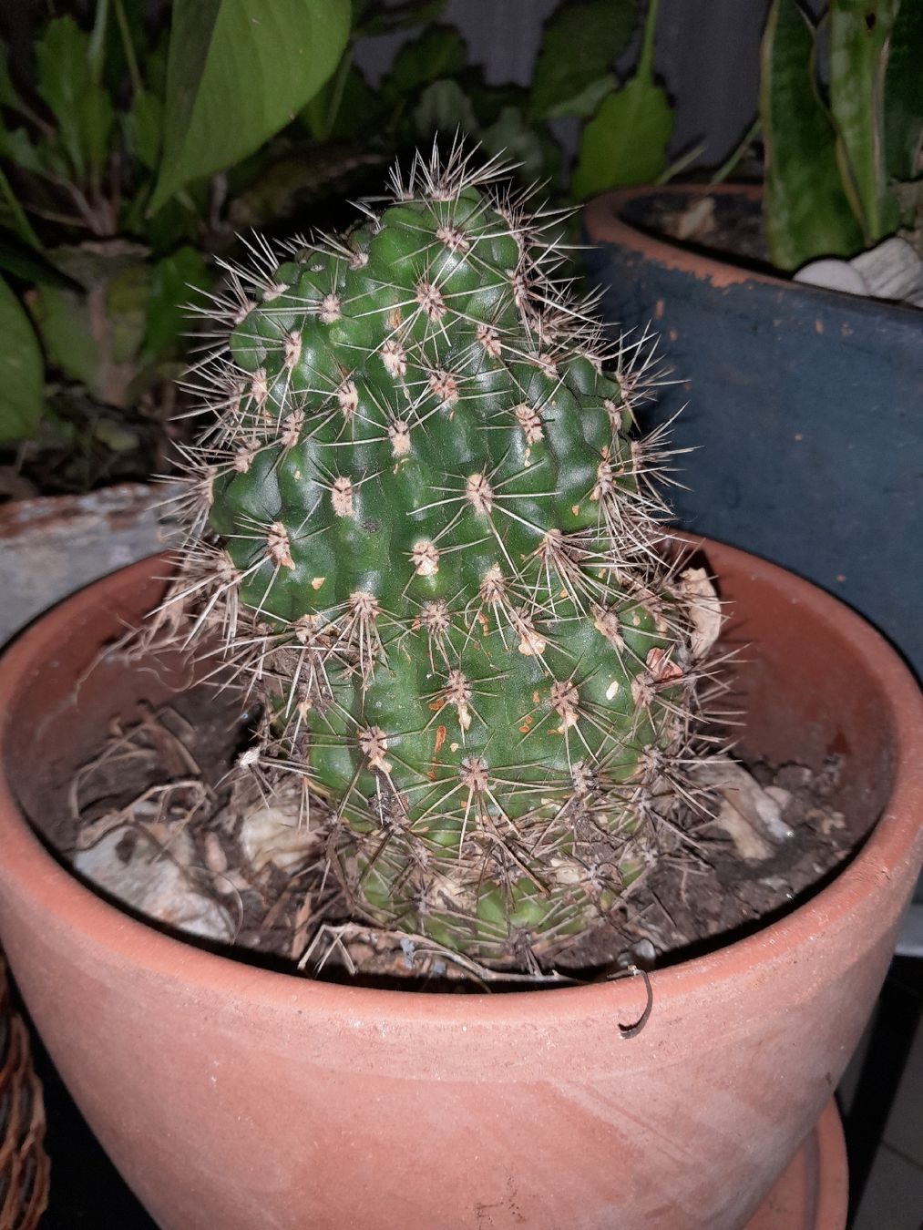 Pflanzen & Samen: Cactus Echinopsis in vaso terracotta, robusto e spinoso! – Gebraucht aus Carena von bdi_dz9m 1
