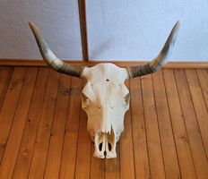 Simmentaler Kuhschädel