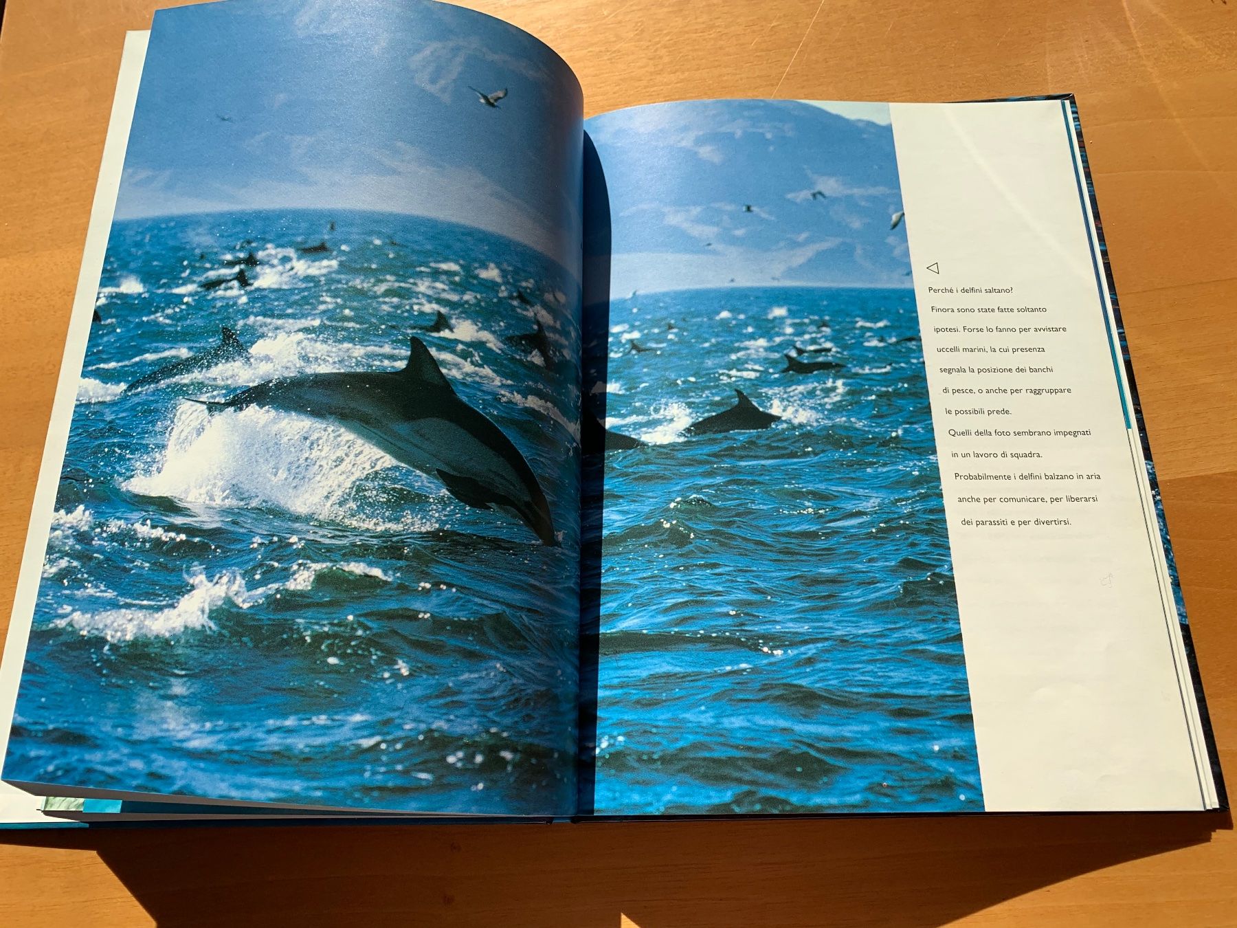 Libri: Libro sui delfini – Usato da Minusio venduto da murimiri 1