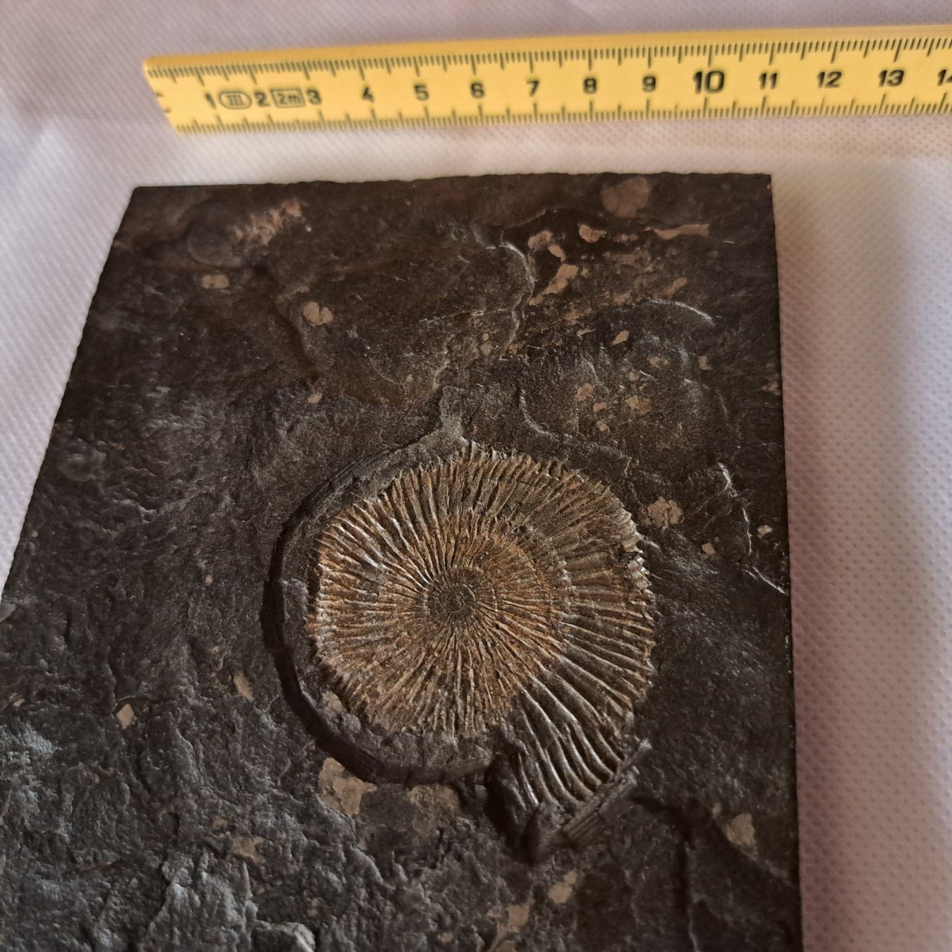 Fossilien: Fossil Amonit – Neu (gemäss Beschreibung) aus unteraegeri von Marimari 2