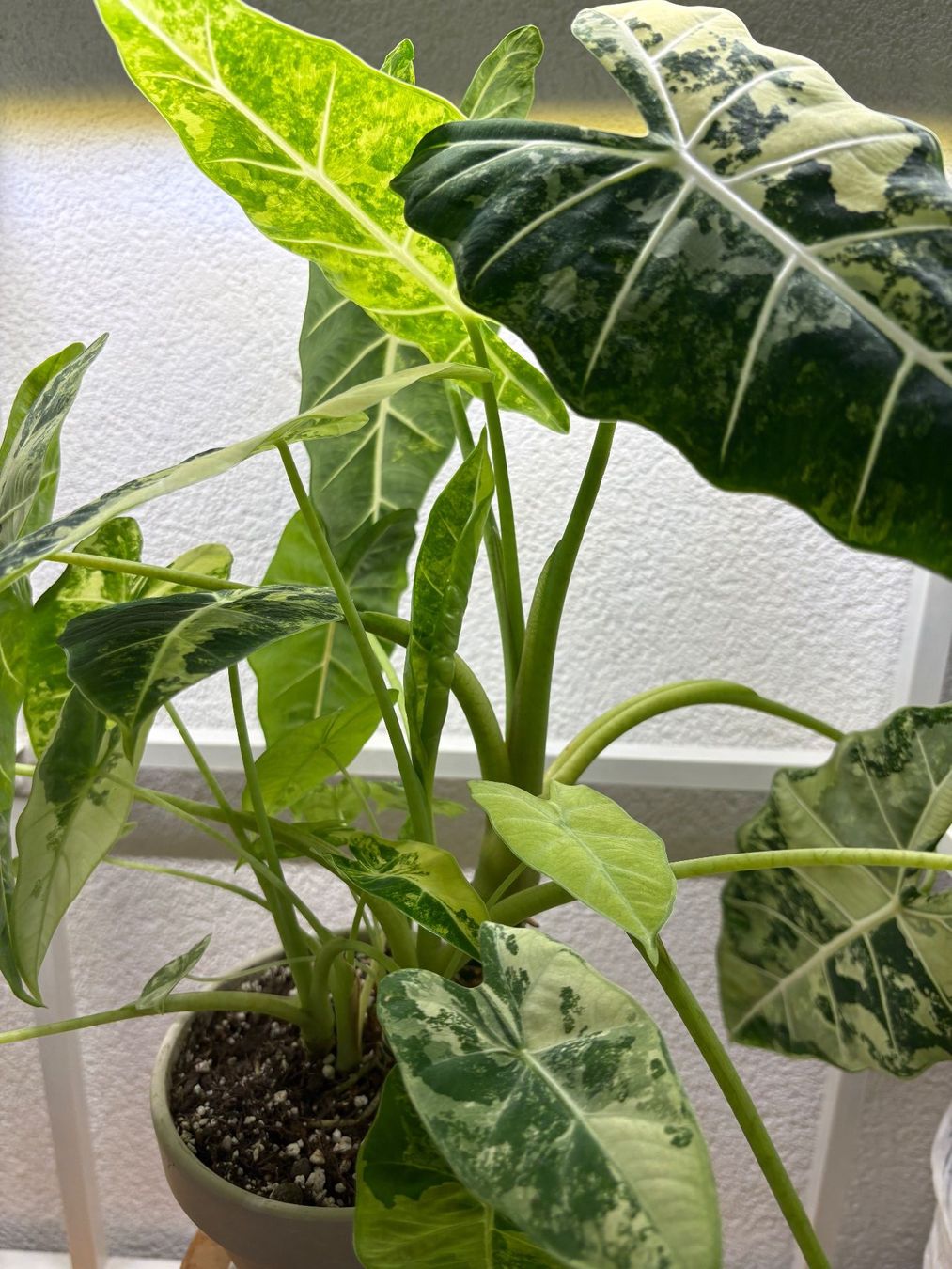 Piante & sementi: Alocasia Micholitziana 'Frydek' – Usato da Bonstetten venduto da sam_jt9j 1