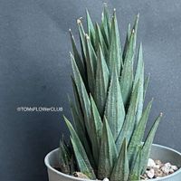 Haworthia / Haworthiopsis Glauca - aus Afrika stammend