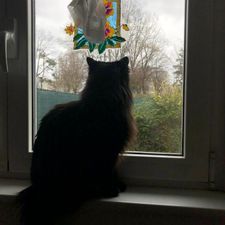Profile image of Primula
