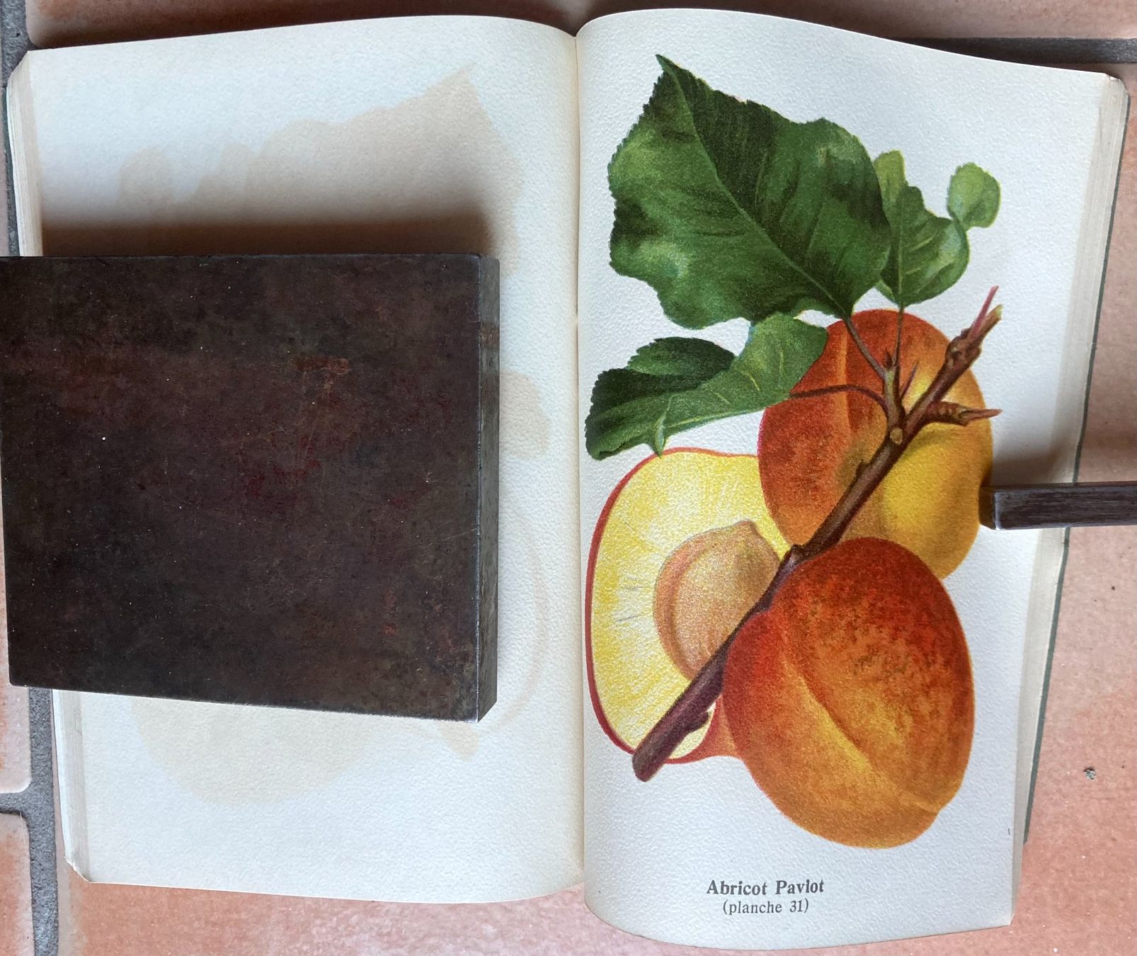 Bücher: Pomologie Romande Illustrée - 1916 – Gebraucht aus Versoix von HELVETICA_1 8