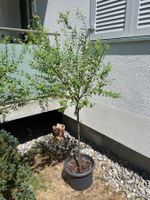 Japanische Weide Salix