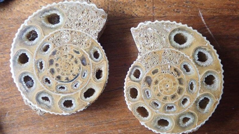 Fossilien: kleine Fossilien Sammlung – Gebraucht aus Rickenbach BL von Oktober68 5