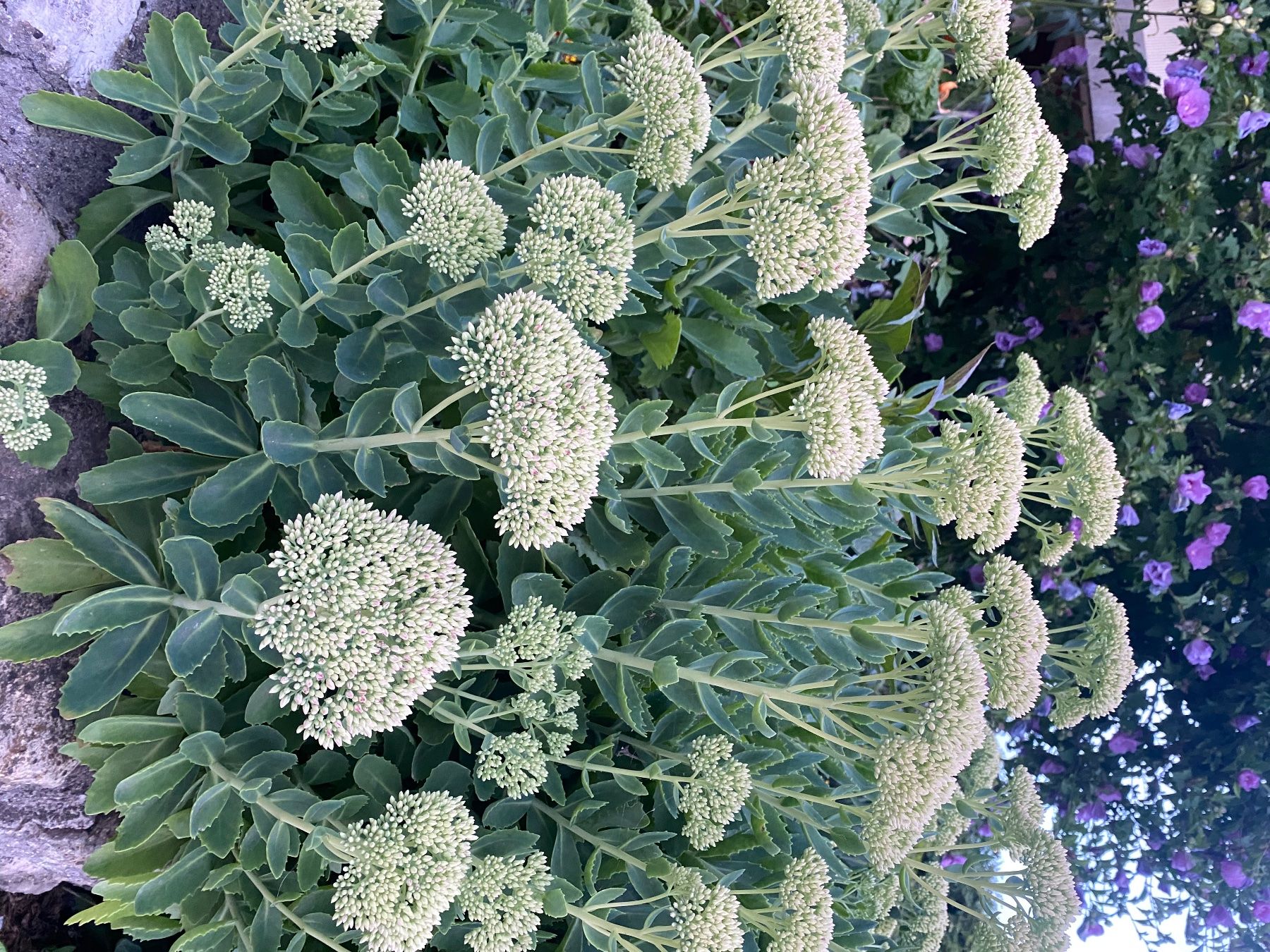 Plantes & graines: Sédum d’automne vert à fleur rose – D'occasion à Lajoux JU par Briard0 2