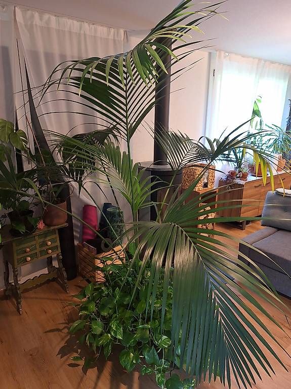 Piante & sementi: Wunderschöne Hydrokulturpalme, gorgeous hydroponic palm – Usato da Finstersee venduto da emi_md8l 2
