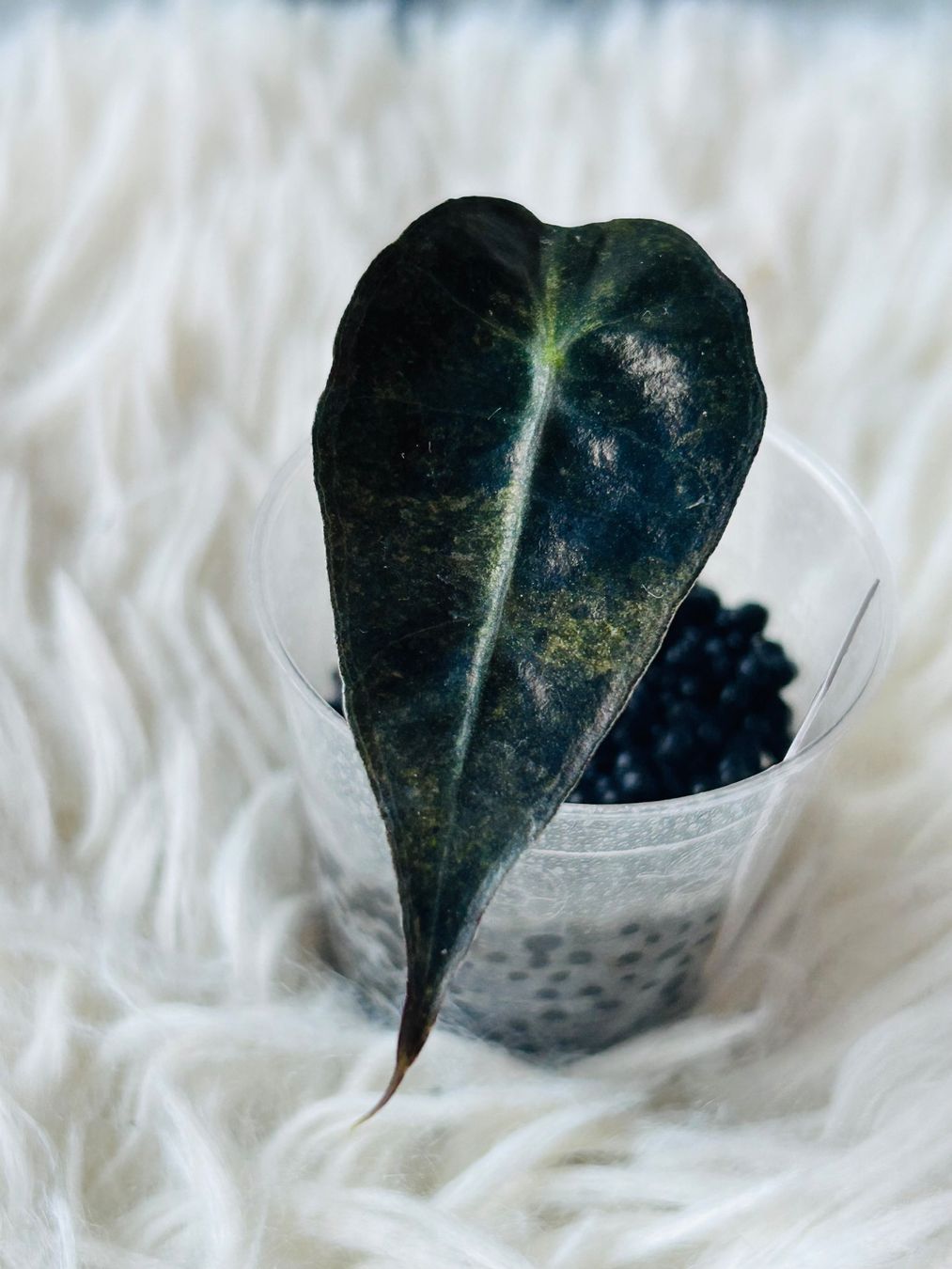 Piante & sementi: Alocasia Amazonica Polly Aurea – Nuovo (secondo la descrizione) da Scherzingen venduto da Elefantenohr.ch 1