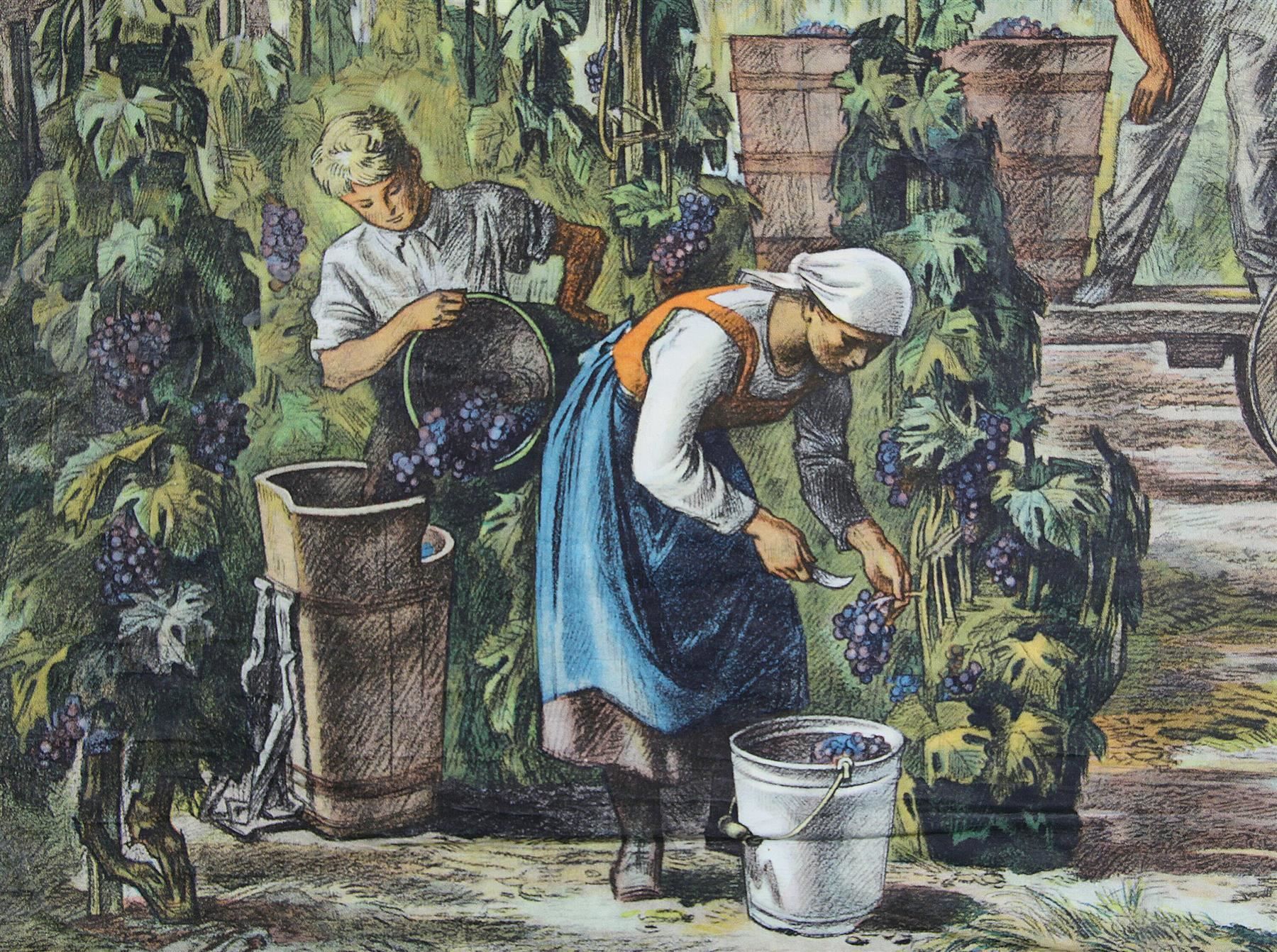 Foto & Immagini: Schulwandbild "Weinlese" – Usato da Birrwil venduto da brandschatz_birrwil 3