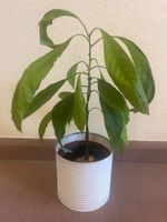 Zimmerpflanze Avocado Twin Palme im Blumentopf Metall