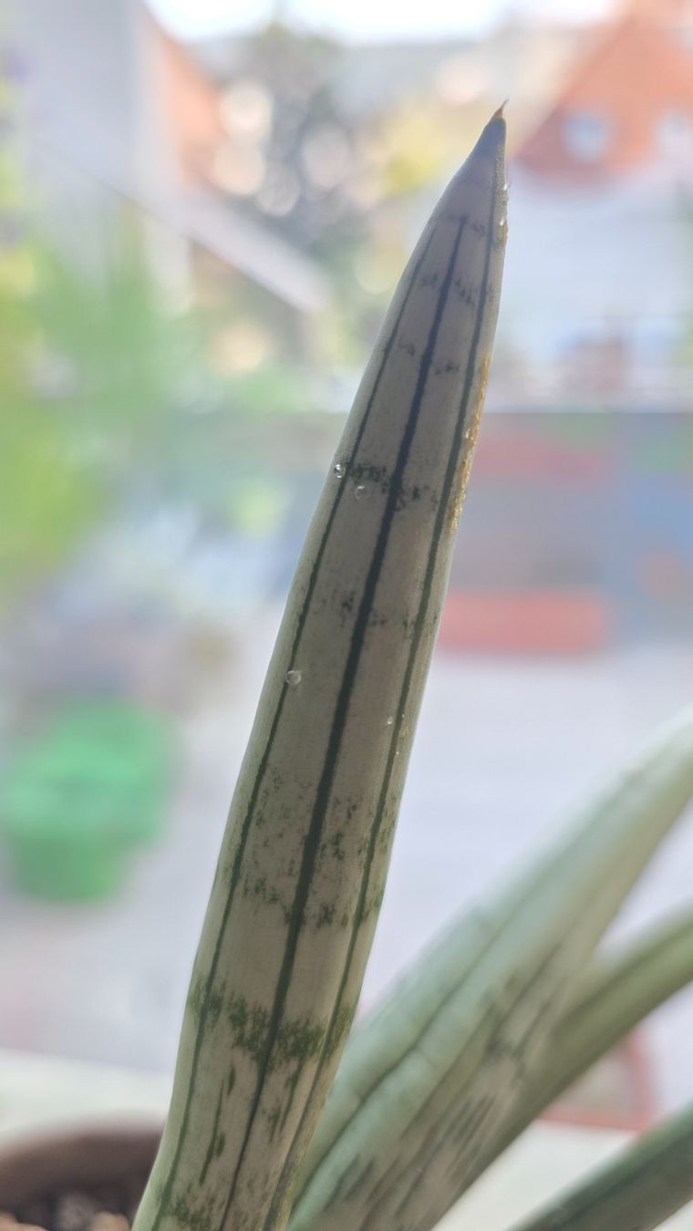 Piante & sementi: Sansevieria "Iceman" RARITÄT – Nuovo (secondo la descrizione) da Zürich venduto da The_Plant_Wizard