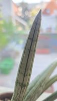Sansevieria "Iceman" RARITÄT