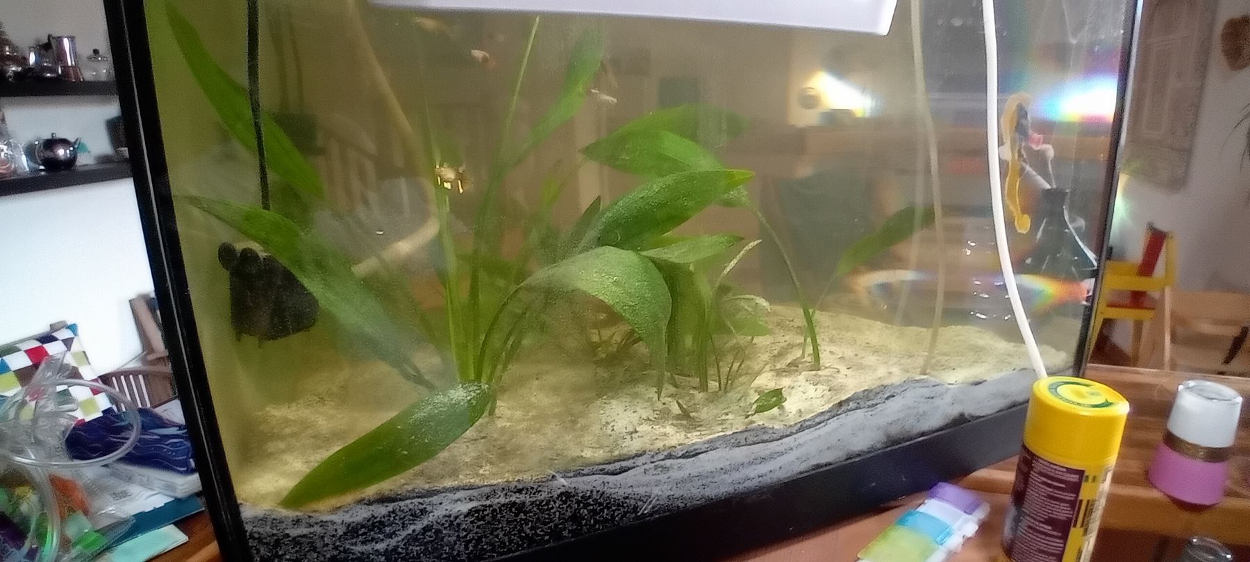 Acquari: Aquarium complet avec accessoires, – Usato da Carouge GE venduto da Street04 5