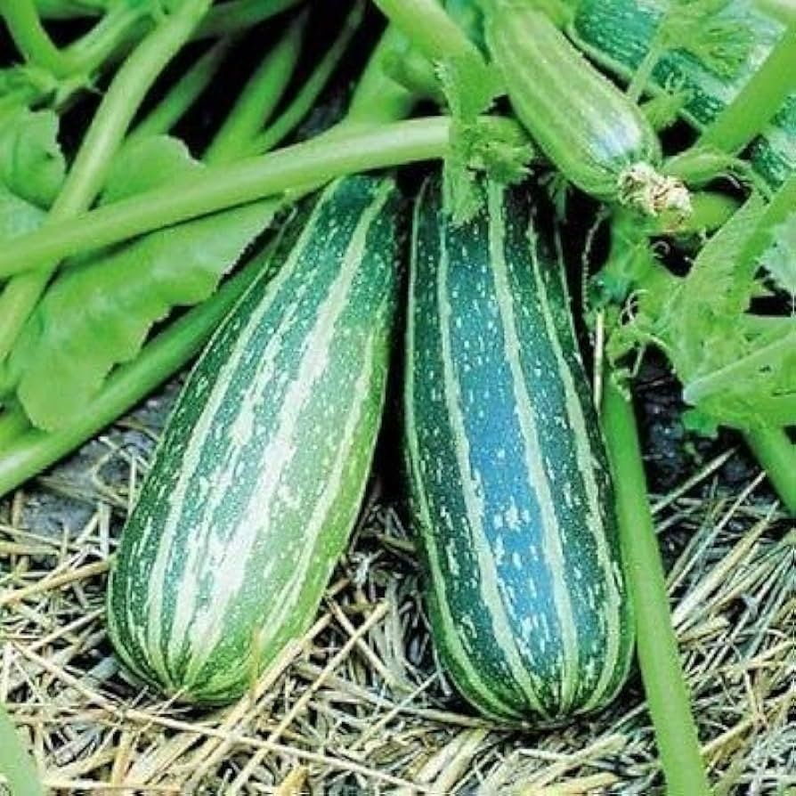 Pflanzen & Samen: ZUCCHETTI / ZUCCHINI Tapir gestreift / 3 Samen – Neu (gemäss Beschreibung) aus Hinteregg von ERFOLG78 1