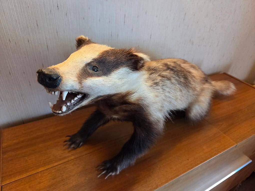 Monde des animaux: Dachspräparat – D'occasion à Zürich par linie5 1