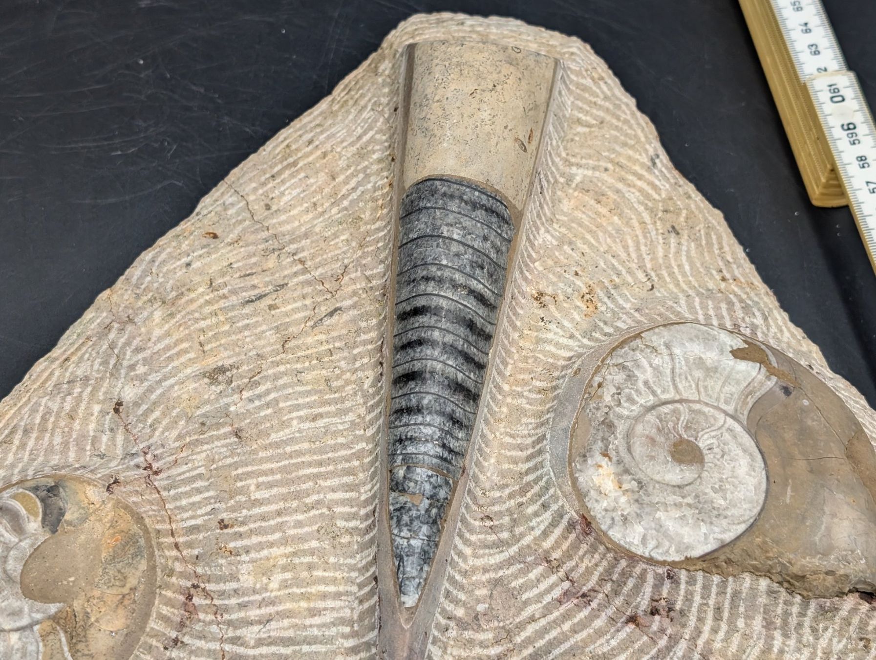 Fossili: Fossil Ammonit Belemnit? im Jura-Gestein? Versteinert – Usato da Winterthur venduto da Hint17 3
