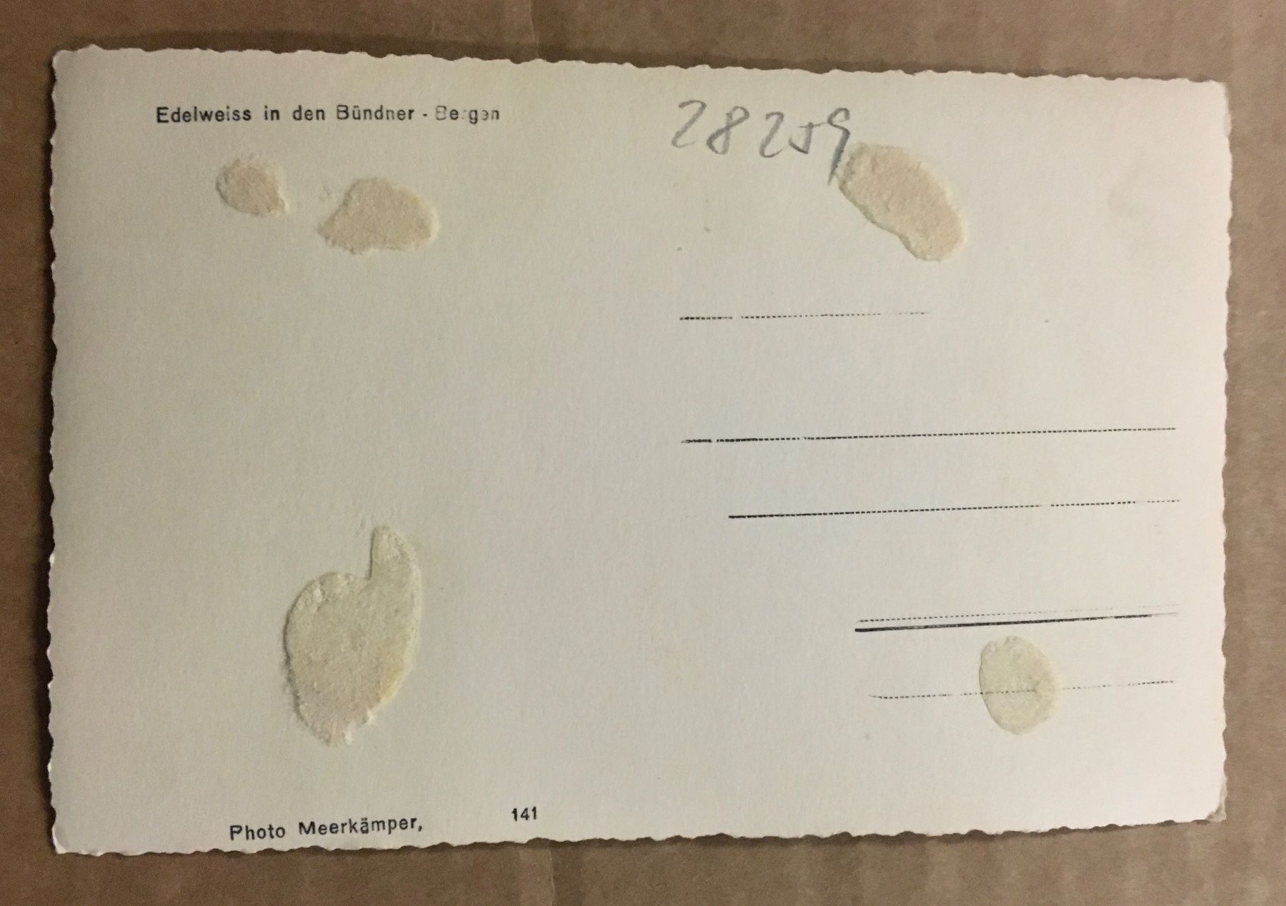 Cartoline postali: Vintage E. Meerkämper, Edelweiss, Engadin – Usato da Frauenfeld venduto da Merk52 1