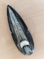 ORTHOCERAS