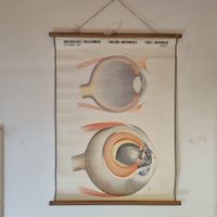 Vintage Schulwandbild "Das Auge", Anatomie, Dr. A. Wander