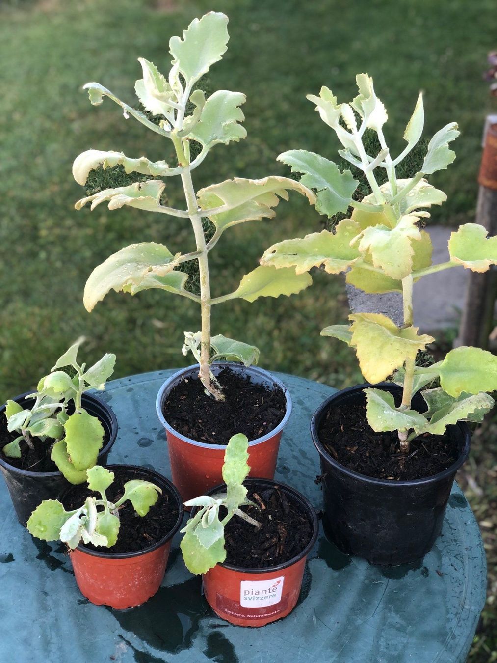 Piante & sementi: Kalanchoe – Nuovo (secondo la descrizione) da Vinelz venduto da Wellensittich55 2