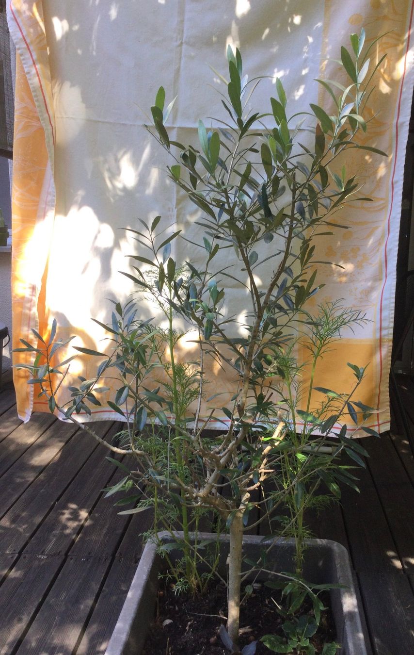 Piante & sementi: Olivenbaum – Usato da Riehen venduto da mahei02 1