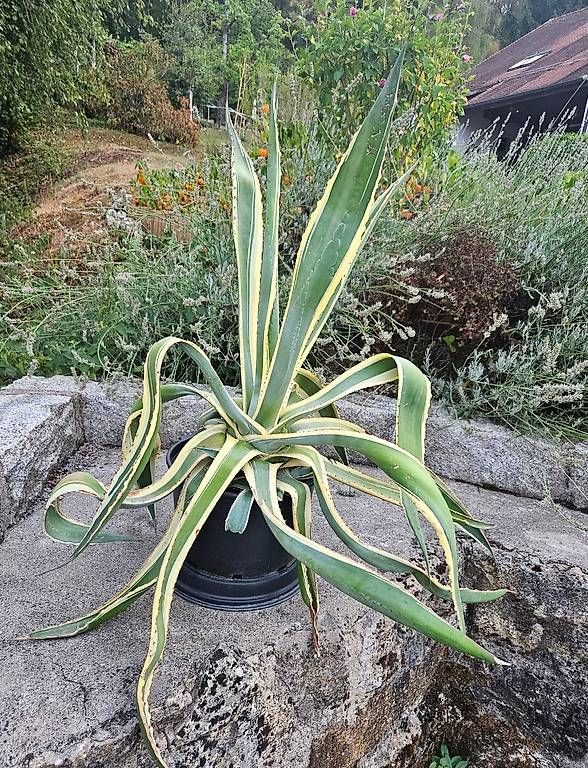 Pflanzen & Samen: Agave – Gebraucht aus Münchwilen AG von Campanula67
