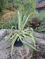 Agave
