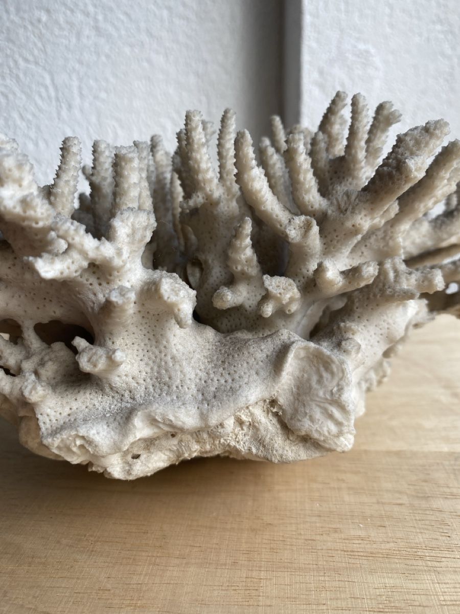 Tutte le decorazioni: Alte schöne grosse Koralle – Usato da Burgdorf venduto da gre_2ftz 2
