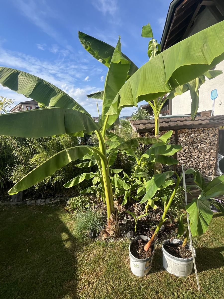 Piante & sementi: Bananenpflanze  – Usato da Rüti ZH venduto da Walti0 3