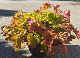 Geum coccineum – schöne Nelkenwurz im Topf