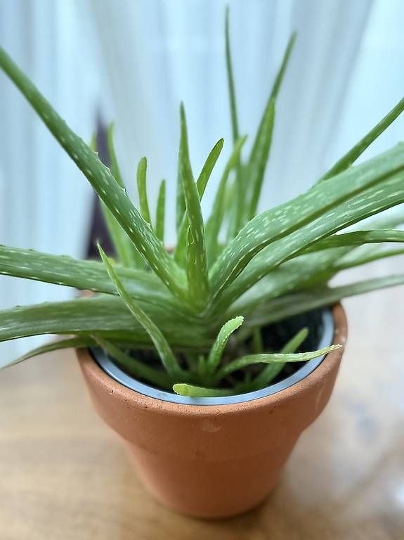Piante & sementi: Ableger Aloe Vera – Nuovo (secondo la descrizione) da St. Gallen venduto da ane_9zfy