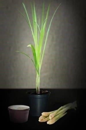 Piante & sementi: Citronnelle - Lemon Grass 3x – Nuovo (secondo la descrizione) da Bremblens venduto da FIBONACCI369 2