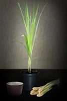 Citronnelle - Lemon Grass 15x