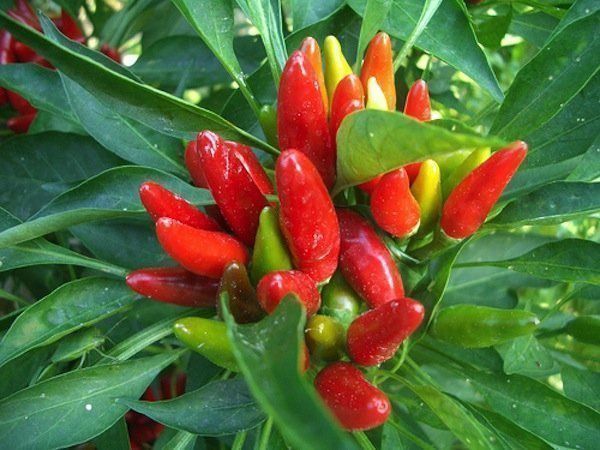 Piante & sementi: 50 Samen PICCANTE E MAZZETTI Chilli – Nuovo (secondo la descrizione) da Ehrendingen venduto da VerveinaSamen 2